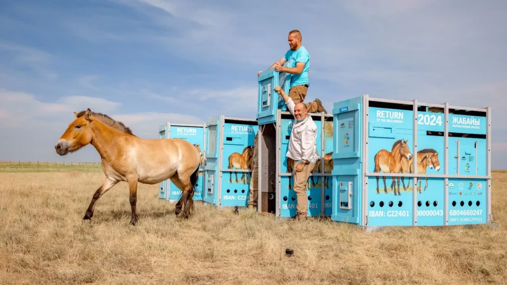 Przewalski's Horses Return to Kazakhstan's Golden Steppe After 200 Years