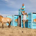 Przewalski's Horses Return to Kazakhstan's Golden Steppe After 200 Years