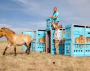 Przewalski's Horses Return to Kazakhstan's Golden Steppe After 200 Years