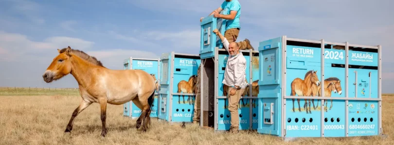 Przewalski's Horses Return to Kazakhstan's Golden Steppe After 200 Years