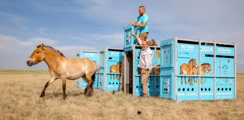 Przewalski's Horses Return to Kazakhstan's Golden Steppe After 200 Years