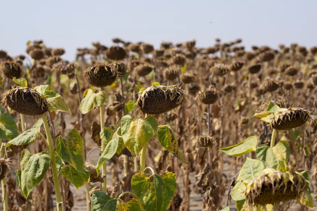 Dried Sunflowers in Serbia