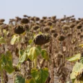 Dried Sunflowers in Serbia