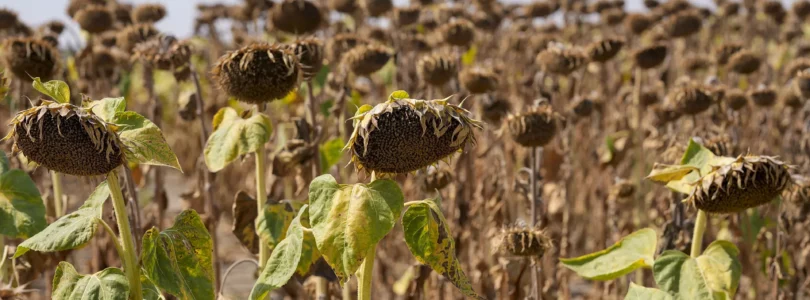 Dried Sunflowers in Serbia