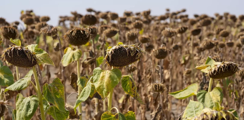 Dried Sunflowers in Serbia