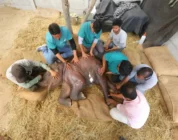 Ancient Healing, Unexpected Patients: How Acupuncture Became Part of Elephant Care