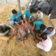 Ancient Healing, Unexpected Patients: How Acupuncture Became Part of Elephant Care