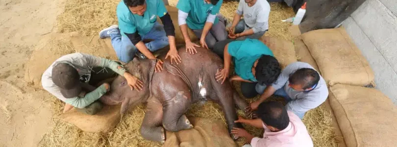 Ancient Healing, Unexpected Patients: How Acupuncture Became Part of Elephant Care