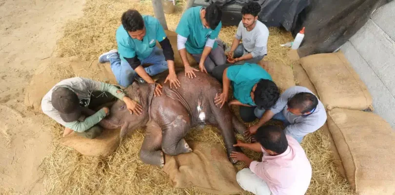 Ancient Healing, Unexpected Patients: How Acupuncture Became Part of Elephant Care