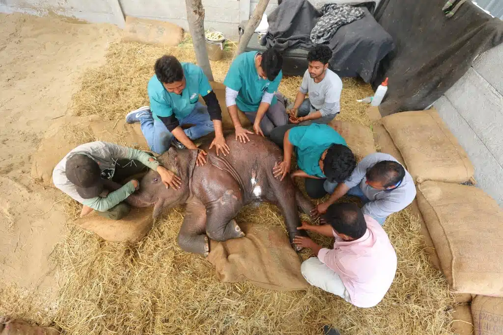 Ancient Healing, Unexpected Patients: How Acupuncture Became Part of Elephant Care